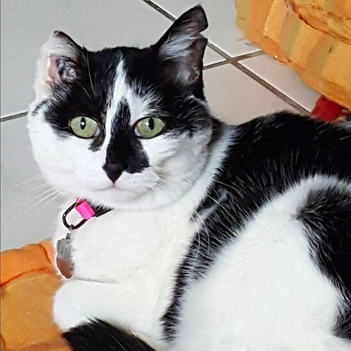 Minette