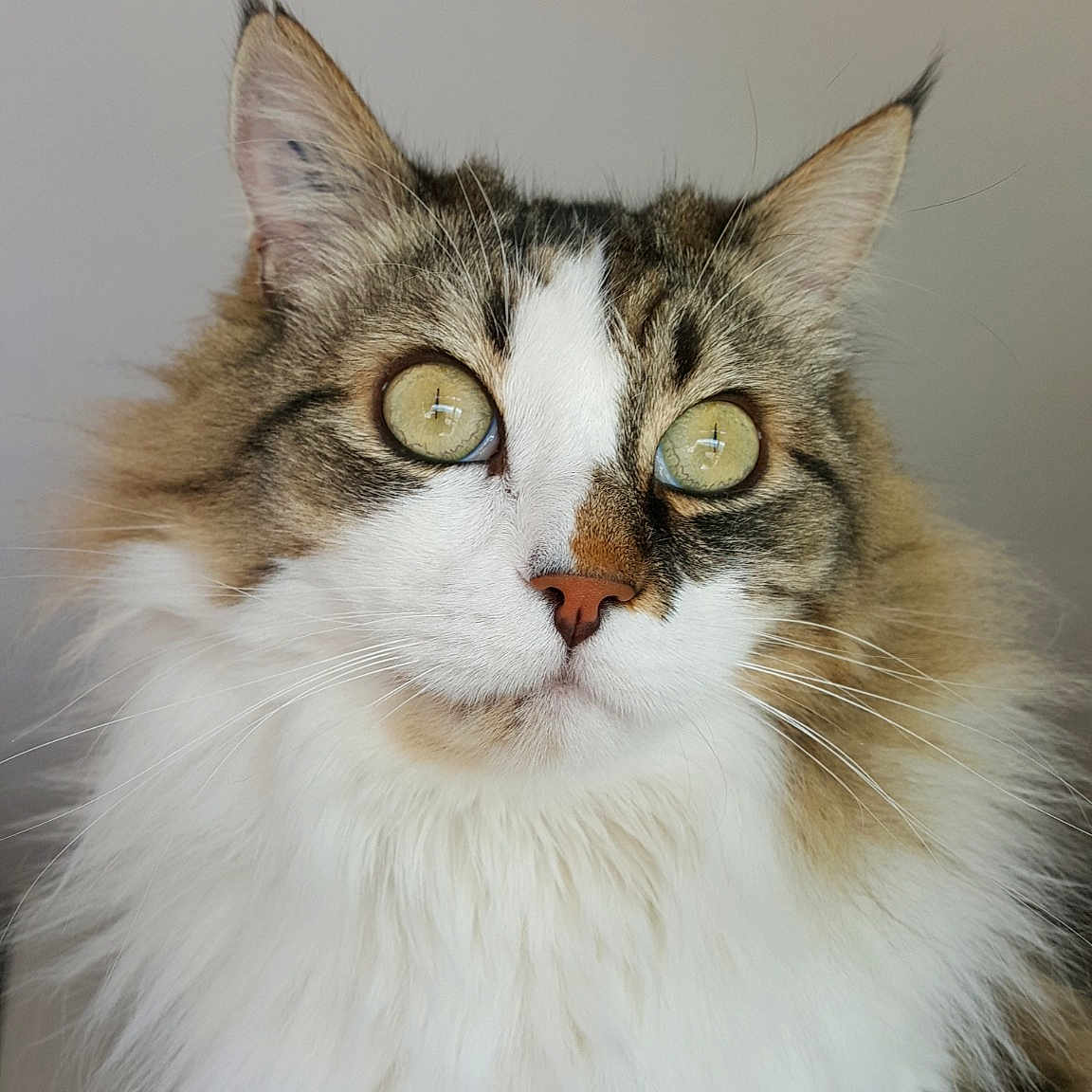 Héliot