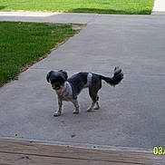 Chole is registered to the contest to win money with this photo: collar, concrete, curious, date_stamp, dog, grass, lawn, outdoor, pavement, pet, pet_tag, porch, shadow, sidewalk, small_dog, standing, tongue_out, walkway, wooden_deck, yard
