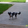 collar, concrete, curious, date_stamp, dog, grass, lawn, outdoor, pavement, pet, pet_tag, porch, shadow, sidewalk, small_dog, standing, tongue_out, walkway, wooden_deck, yard