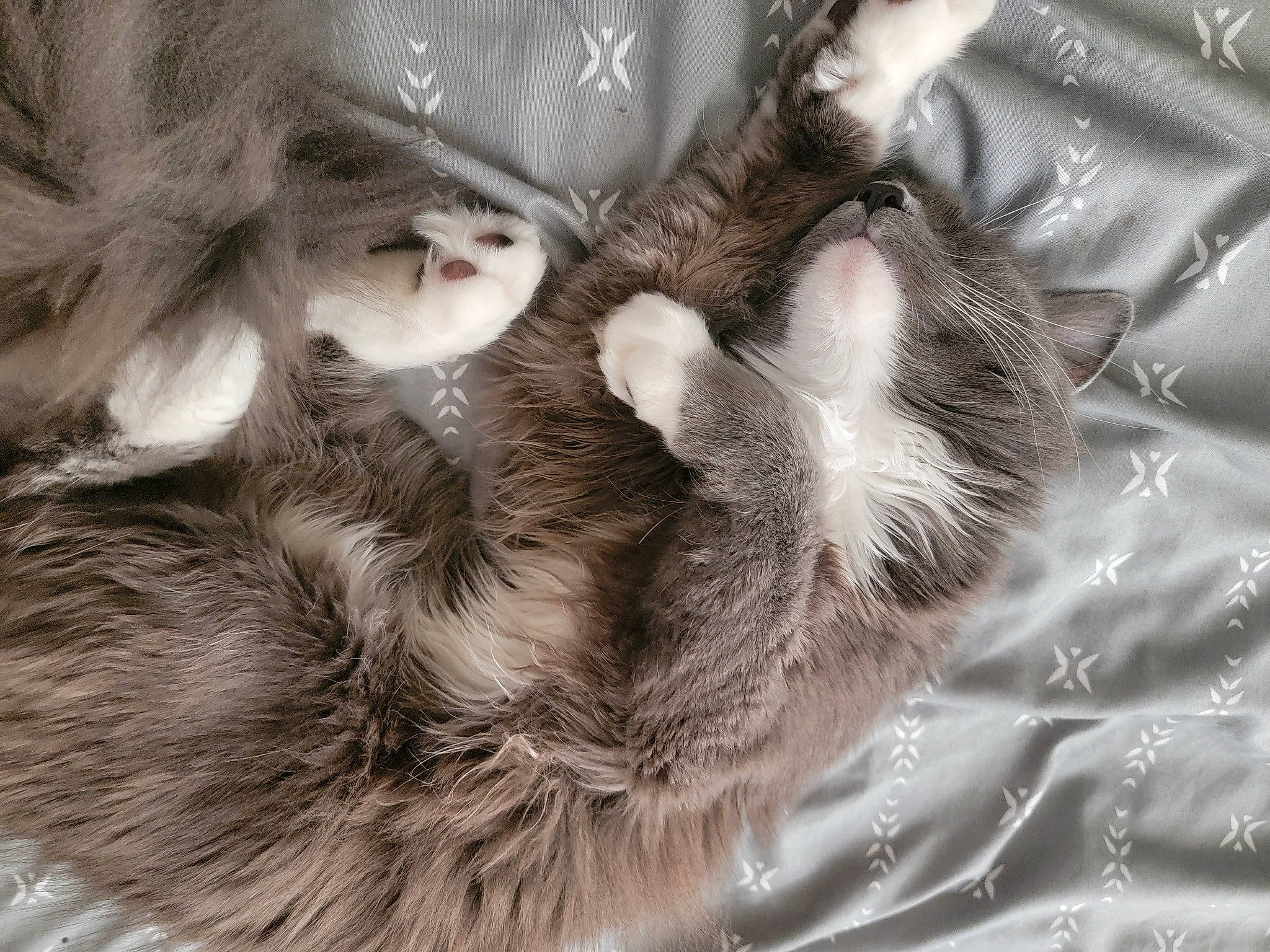 Bowie joined the competition — help win amazing prizes! carnivore, cat, claw, comfort, domestic_short_haired_cat, ear, felidae, fur, gesture, grey, monochrome, paw, small_to_medium_sized_cats, snout, tail, whiskers