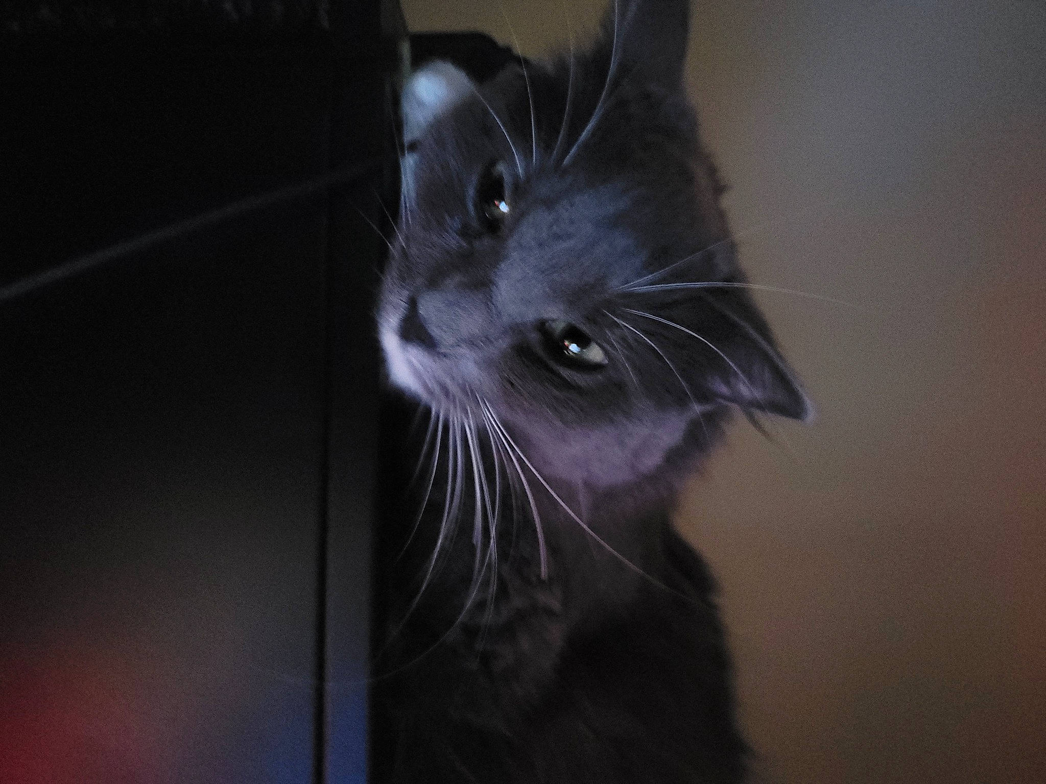 Bowie is registered to the contest to win money with this photo: black_cat, carnivore, cat, darkness, domestic_short_haired_cat, door, felidae, fur, grey, iris, monochrome, monochrome_photography, small_to_medium_sized_cats, snout, terrestrial_animal, whiskers, window