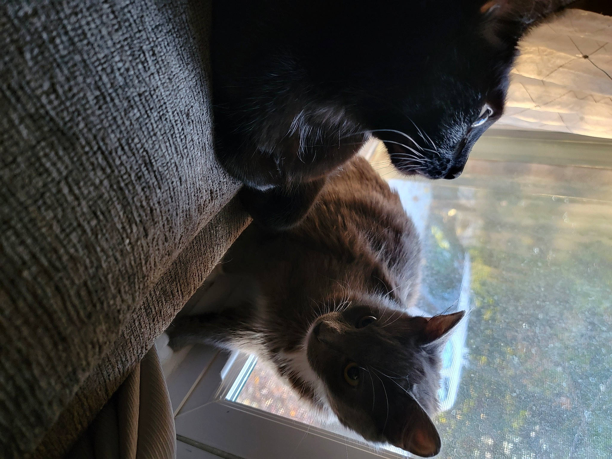 Eve joined the competition — help win amazing prizes! black_cat, bombay, carnivore, cat, cat_supply, claw, comfort, domestic_short_haired_cat, felidae, flooring, fur, human_leg, pet_supply, small_to_medium_sized_cats, snout, tail, terrestrial_animal, whiskers, window, wood