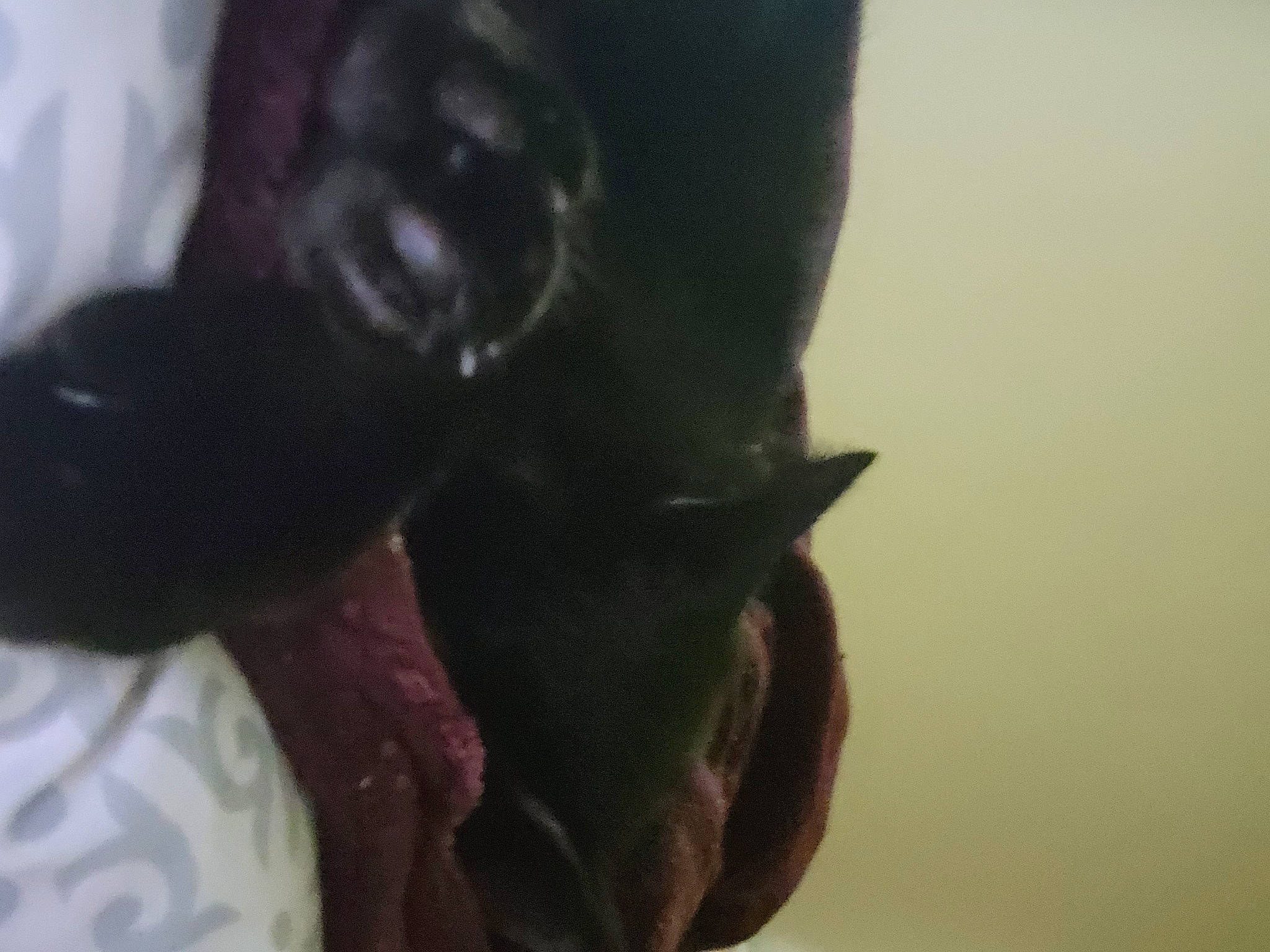 Eve joined the competition — help win amazing prizes! beard, carnivore, companion_dog, dog_breed, ear, felidae, fur, gesture, guard_dog, liver, small_to_medium_sized_cats, smile, snout, tail, whiskers, working_animal