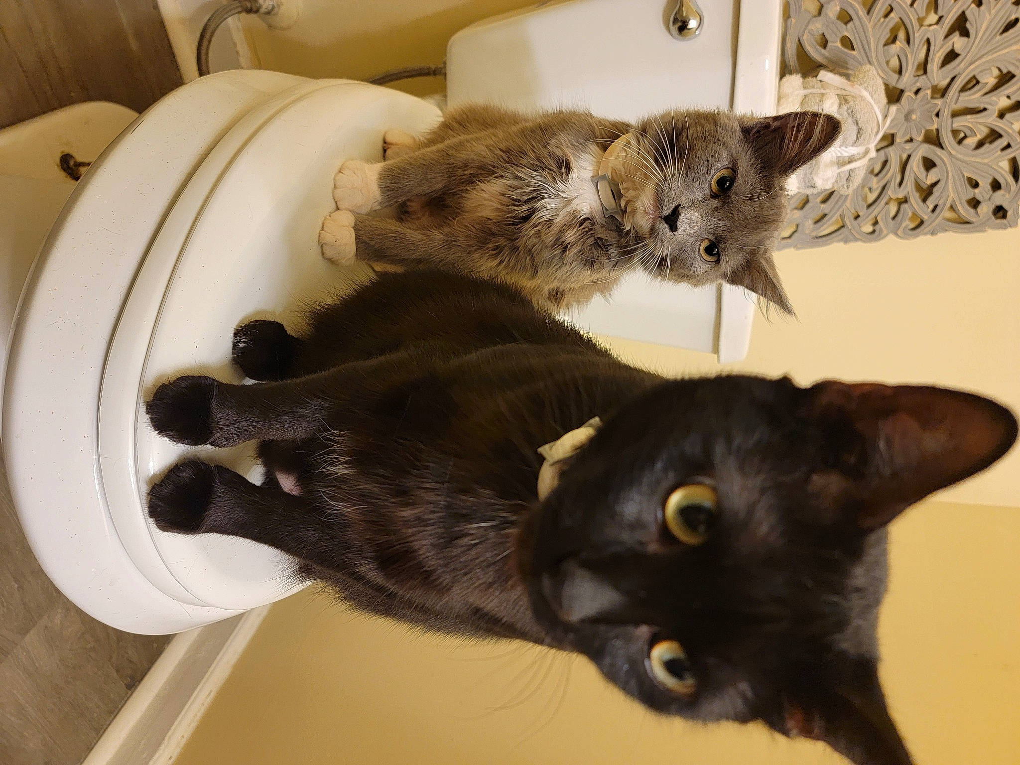 Eve is registered to the contest to win money with this photo: black_cat, bombay, carnivore, cat, claw, domestic_short_haired_cat, felidae, fur, havana_brown, muroidea, paw, rodent, small_to_medium_sized_cats, snout, tail, terrestrial_animal, whiskers