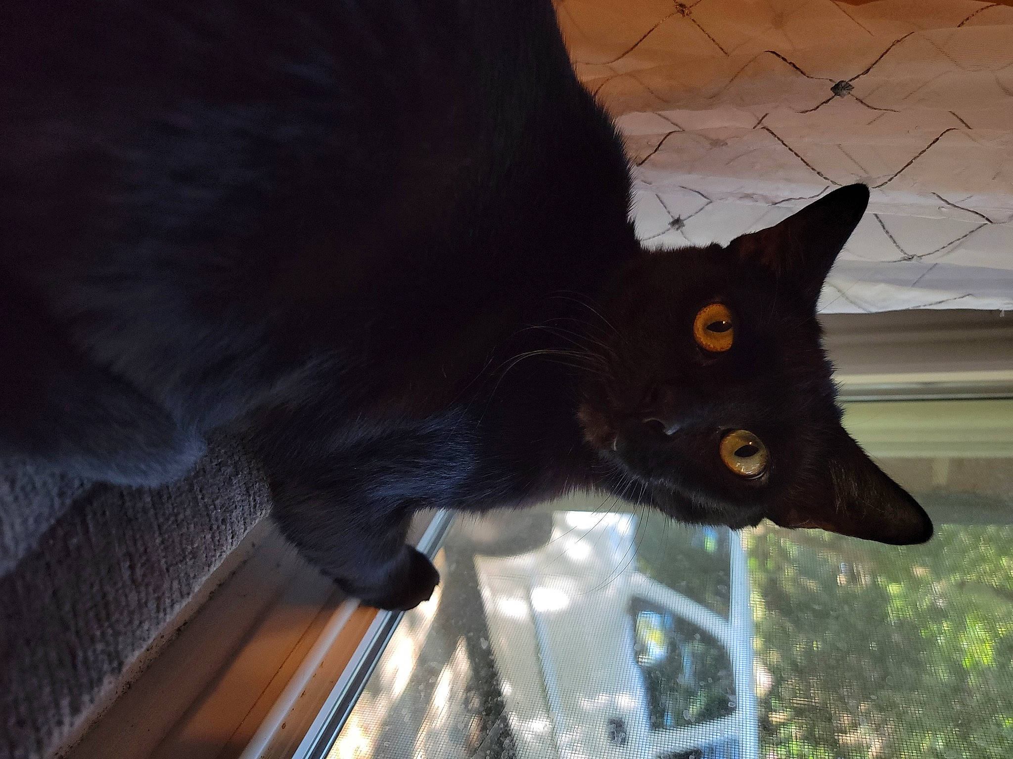Eve is registered to the contest to win money with this photo: black_cat, bombay, carnivore, cat, claw, domestic_short_haired_cat, felidae, fur, grass, plant, small_to_medium_sized_cats, snout, tail, terrestrial_animal, tree, whiskers, window