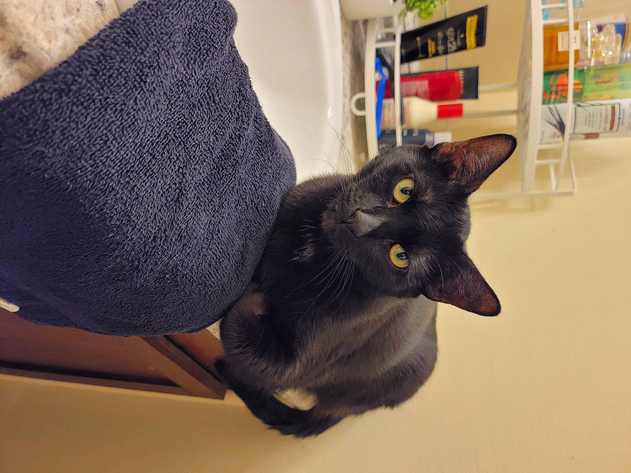 Eve is registered to the contest to win money with this photo: black_cat, bombay, bookcase, carnivore, cat, cat_supply, claw, comfort, domestic_short_haired_cat, felidae, fur, havana_brown, mammal, room, shelf, shelving, small_to_medium_sized_cats, tail, whiskers, window