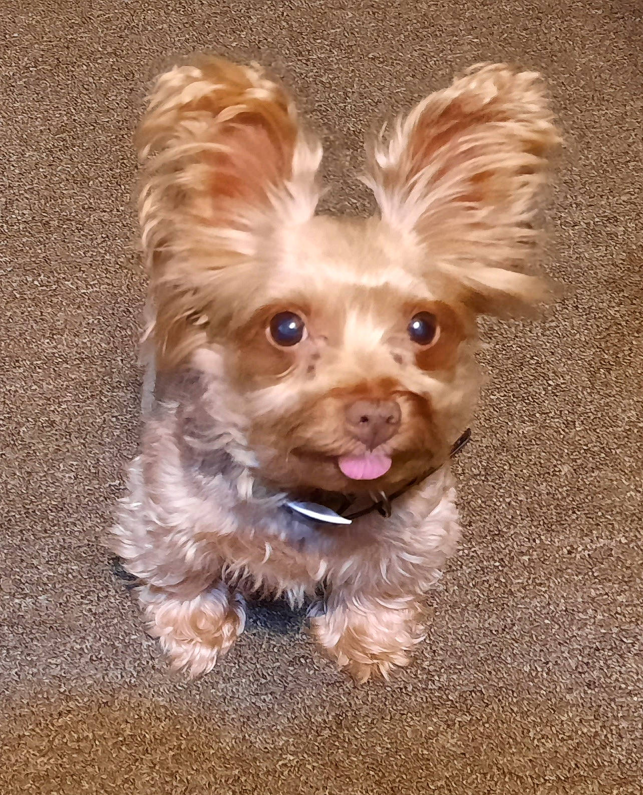 Tai Tai is registered to the contest to win money with this photo: biewer_terrier, canidae, carnivore, companion_dog, dog, dog_breed, dog_supply, fawn, fur, liver, maltepoo, small_terrier, snout, sporting_group, terrier, toy, toy_dog, water_dog, whiskers, working_animal