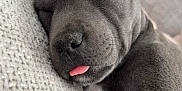 Marla The Blue Staff is registered to the contest to win money with this photo: puppy, dog, sleeping, tongue_out, gray_fur, close_up, couch, texture, cozy, cute, pet, animal, relaxing, indoor, nap, adorable, soft_focus, resting, young_dog, fur