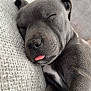 puppy, dog, sleeping, tongue_out, gray_fur, close_up, couch, texture, cozy, cute, pet, animal, relaxing, indoor, nap, adorable, soft_focus, resting, young_dog, fur