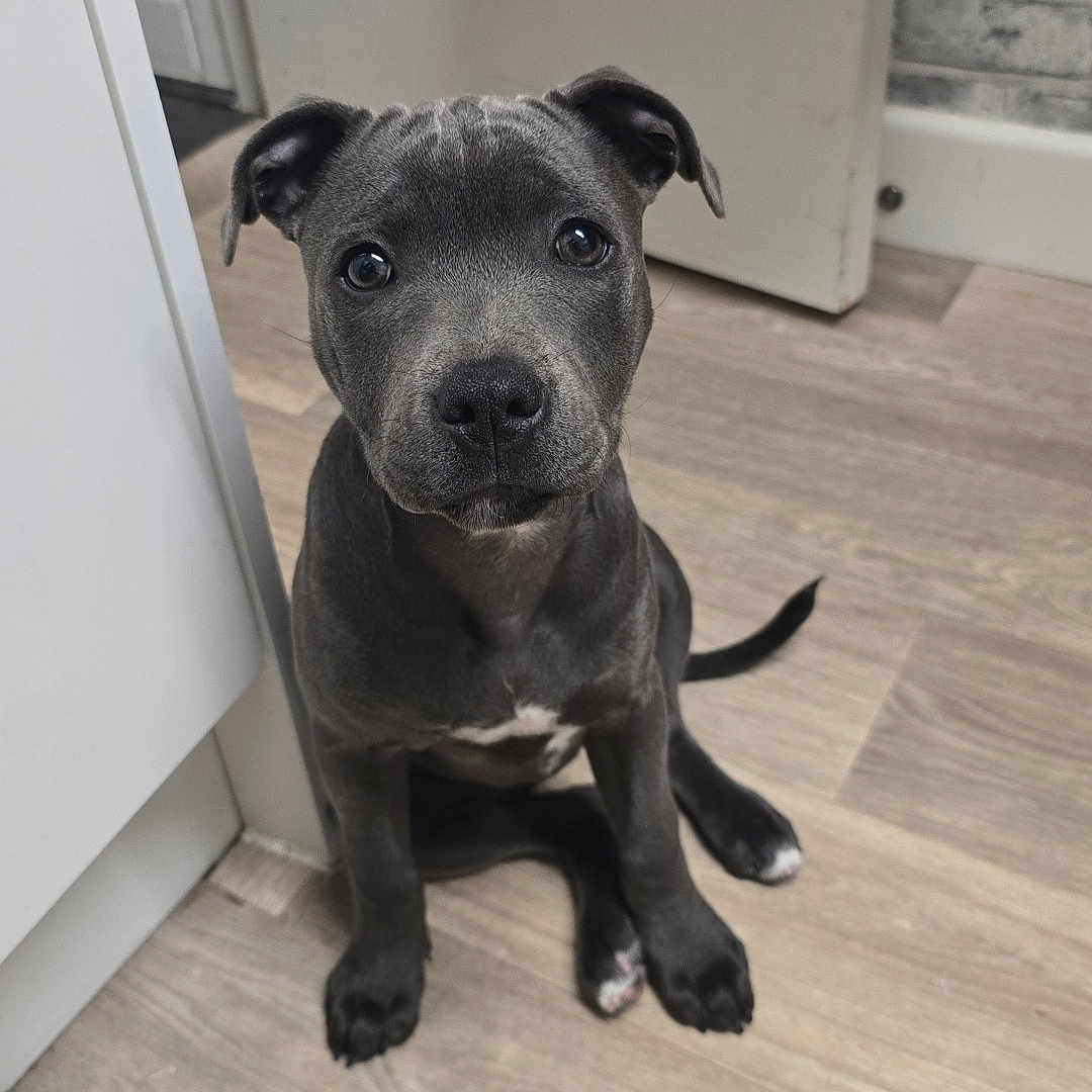 Marla The Blue Staff