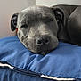 dog, gray_dog, resting, blue_cushion, indoor, sleepy, pet, canine, close_up, relaxation, fur, snout, ears, floor, domestic_animal, calm, cute, companion, animal, portrait