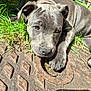 Marla The Blue Staff is registered to the contest to win money with this photo: puppy, dog, gray_dog, outdoor, grass, sunlight, close_up, animal, pet, paw, resting, cute, texture, metal_surface, nature, young_dog, relaxed, daylight, collar, canine