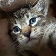 Eli is registered to the contest to win money with this photo: kitten, cat, close_up, blue_eyes, tabby, whiskers, fur, soft, blanket, cozy, pet, animal, cute, indoor, sleepy, young, feline, portrait, resting, warm