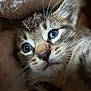 kitten, cat, close_up, blue_eyes, tabby, whiskers, fur, soft, blanket, cozy, pet, animal, cute, indoor, sleepy, young, feline, portrait, resting, warm