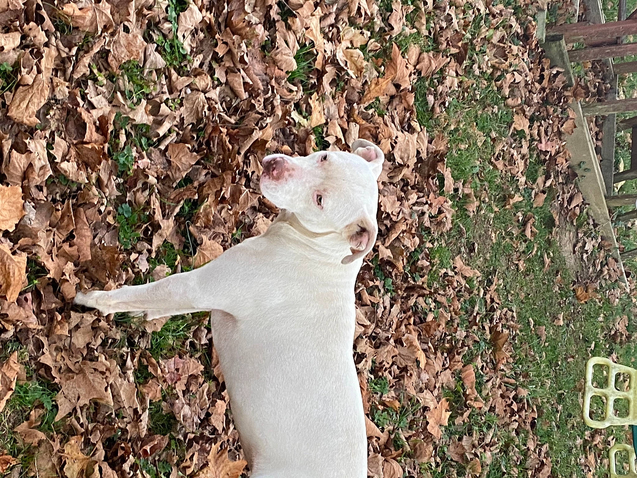 Zara joined the competition — help win amazing prizes! adaptation, carnivore, cat, fawn, felidae, groundcover, number, organism, small_to_medium_sized_cats, soil, terrestrial_animal, whiskers, white