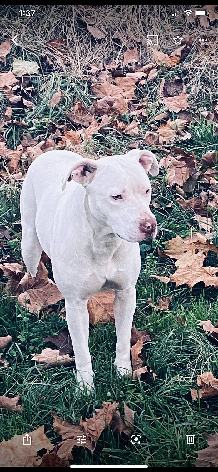 Zara joined the competition — help win amazing prizes! canidae, carnivore, collar, companion_dog, dog, dog_breed, dog_collar, dogo_guatemalteco, fawn, groundcover, leaf, mammal, non_sporting_group, pet_supply, pit_bull, snout, sporting_group, tail, working_animal, working_dog