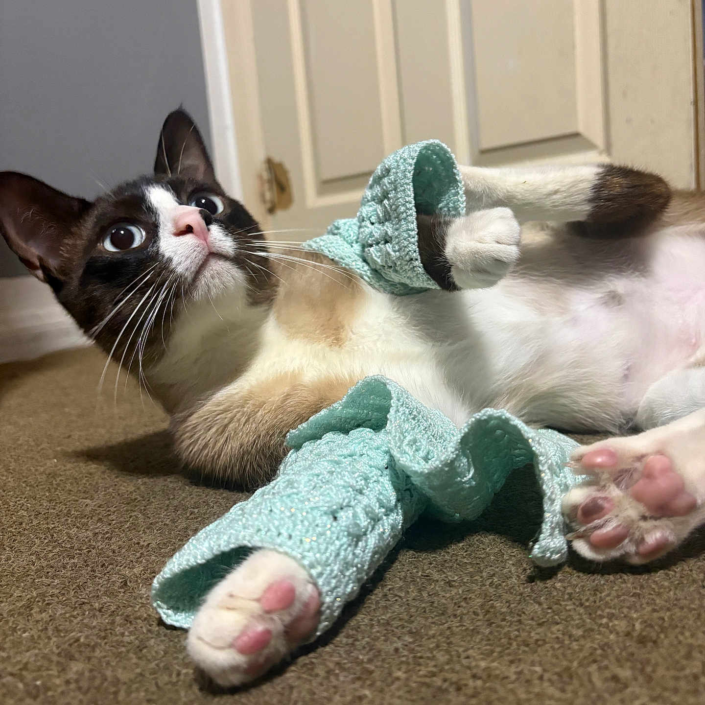 Coco is registered to the contest to win money with this photo: animal, blue_eyes, brown_and_white, carpet, cat, close_up, cozy, curious, cute, domestic, door, feline, floor, indoor, knitted, leg_warmers, paws, pet, relaxed, whiskers