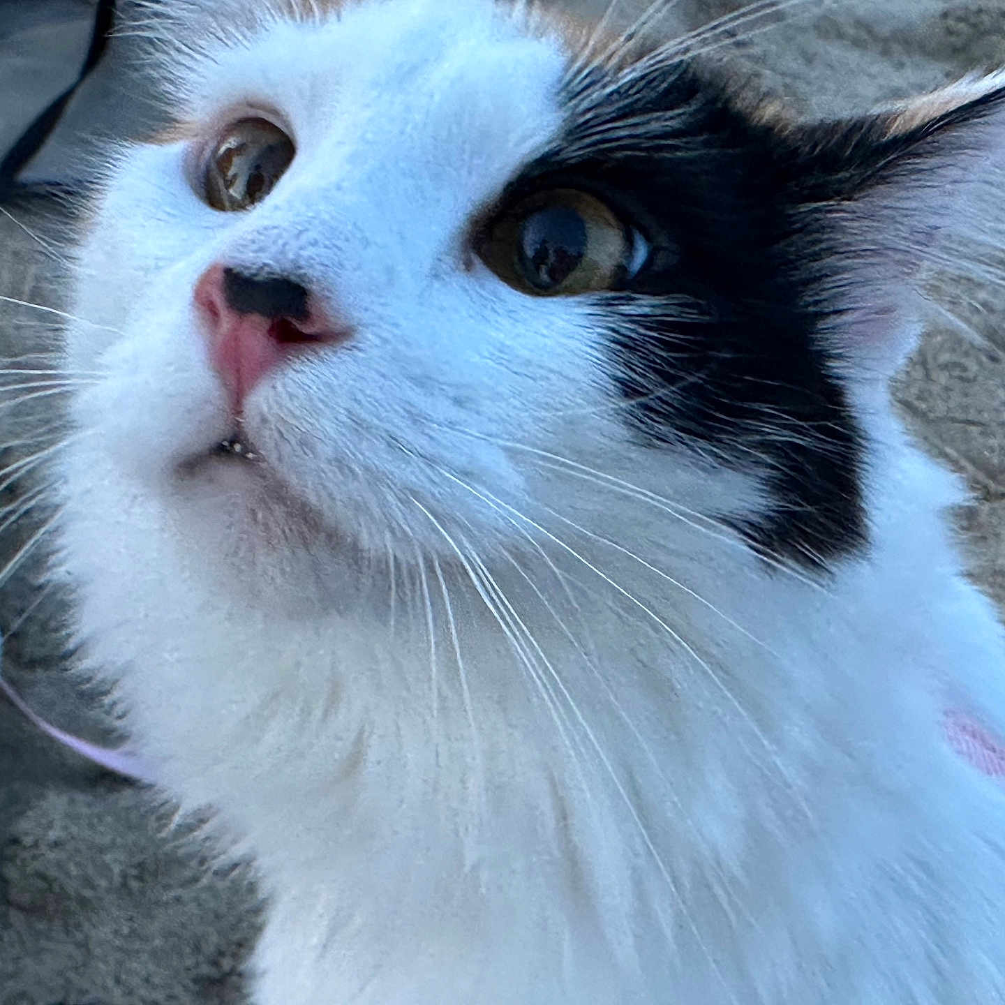 Kiki