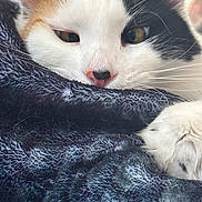 Kiki joined the competition — help win amazing prizes! animal, blanket, calico_cat, cat, close_up, cozy, cute, domestic_cat, ears, feline, fur, indoor, nose, paw, pet, relaxed, resting, sleepy, soft_texture, whiskers
