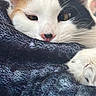 animal, blanket, calico_cat, cat, close_up, cozy, cute, domestic_cat, ears, feline, fur, indoor, nose, paw, pet, relaxed, resting, sleepy, soft_texture, whiskers