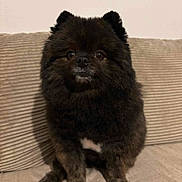 Poky a rejoint le concours — aidez-le/la à gagner de superbes lots ! dog, pomeranian, fluffy, cute, pet, indoor, couch, beige, fur, small_dog, sitting, animal, companion, looking_at_camera, domestic, face, ears, nose, paw, white_patch