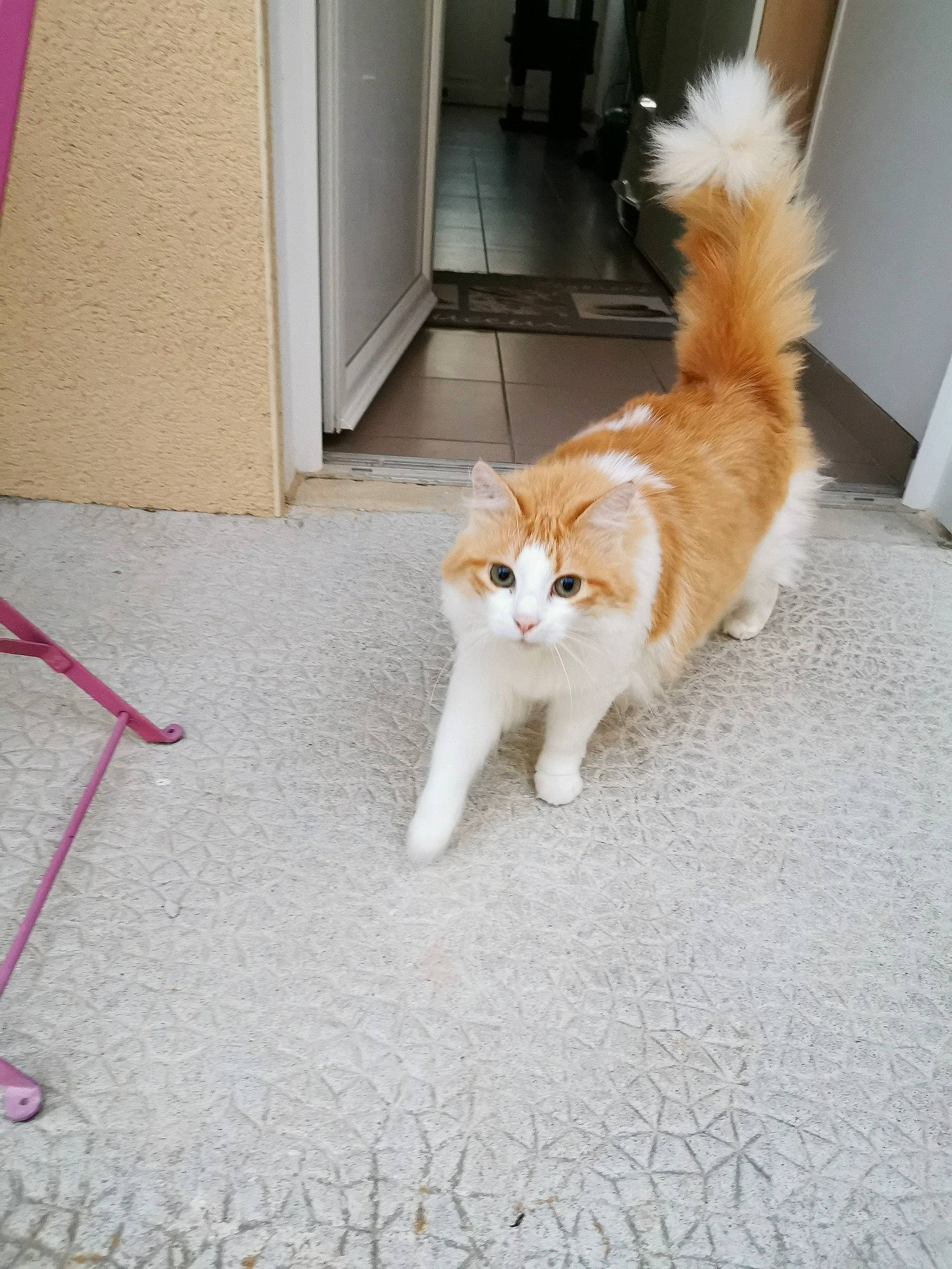 Lola participe au concours pour gagner de l'argent avec cette photo : carnivore, carpet, cat, fawn, felidae, floor, flooring, fur, paw, small_to_medium_sized_cats, tail, tile, vertebrate, whiskers