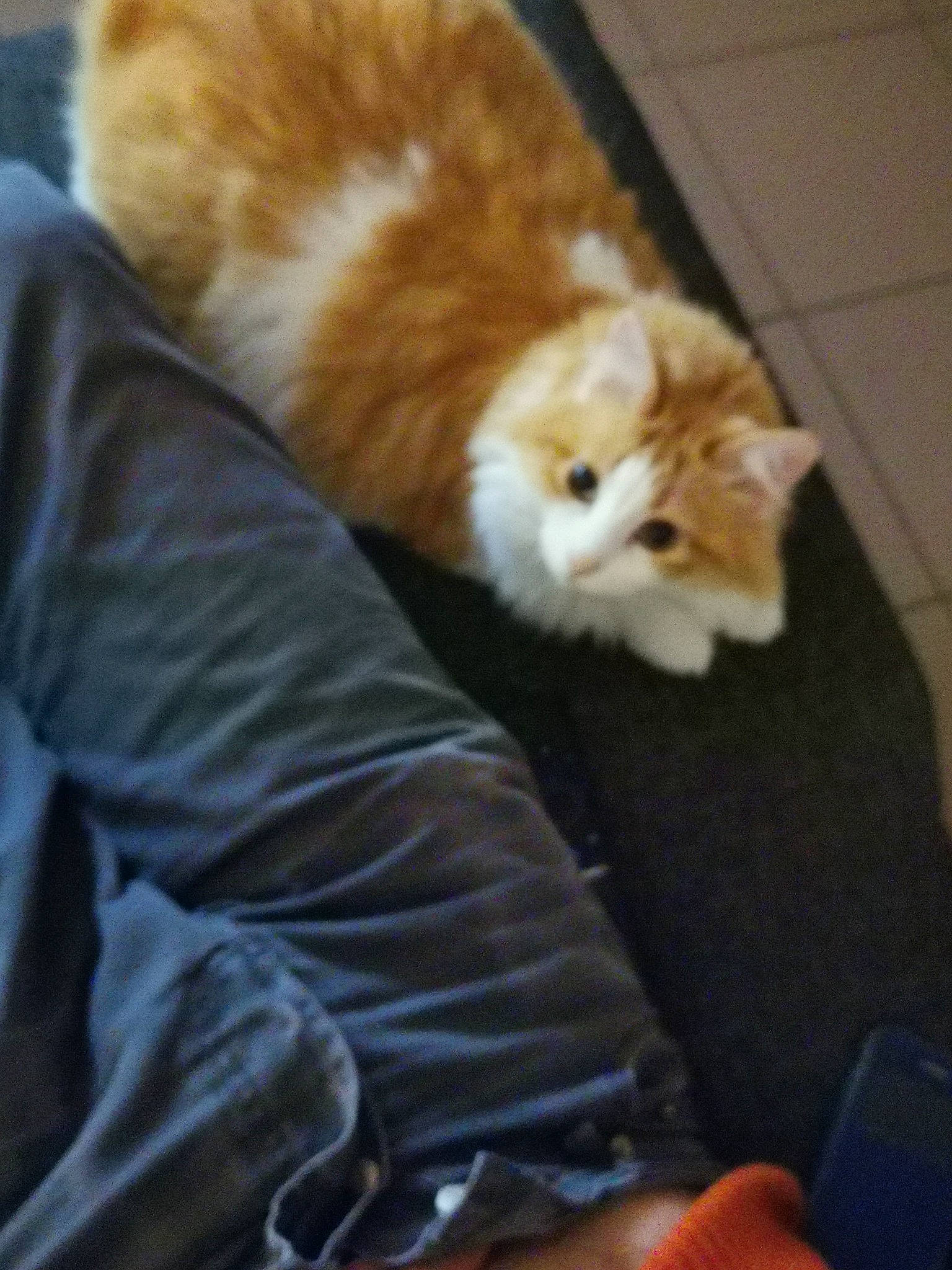 Lola a rejoint le concours — aidez-le/la à gagner de superbes lots ! carnivore, cat, comfort, fawn, felidae, fur, kitten, small_to_medium_sized_cats, tail, vertebrate, whiskers