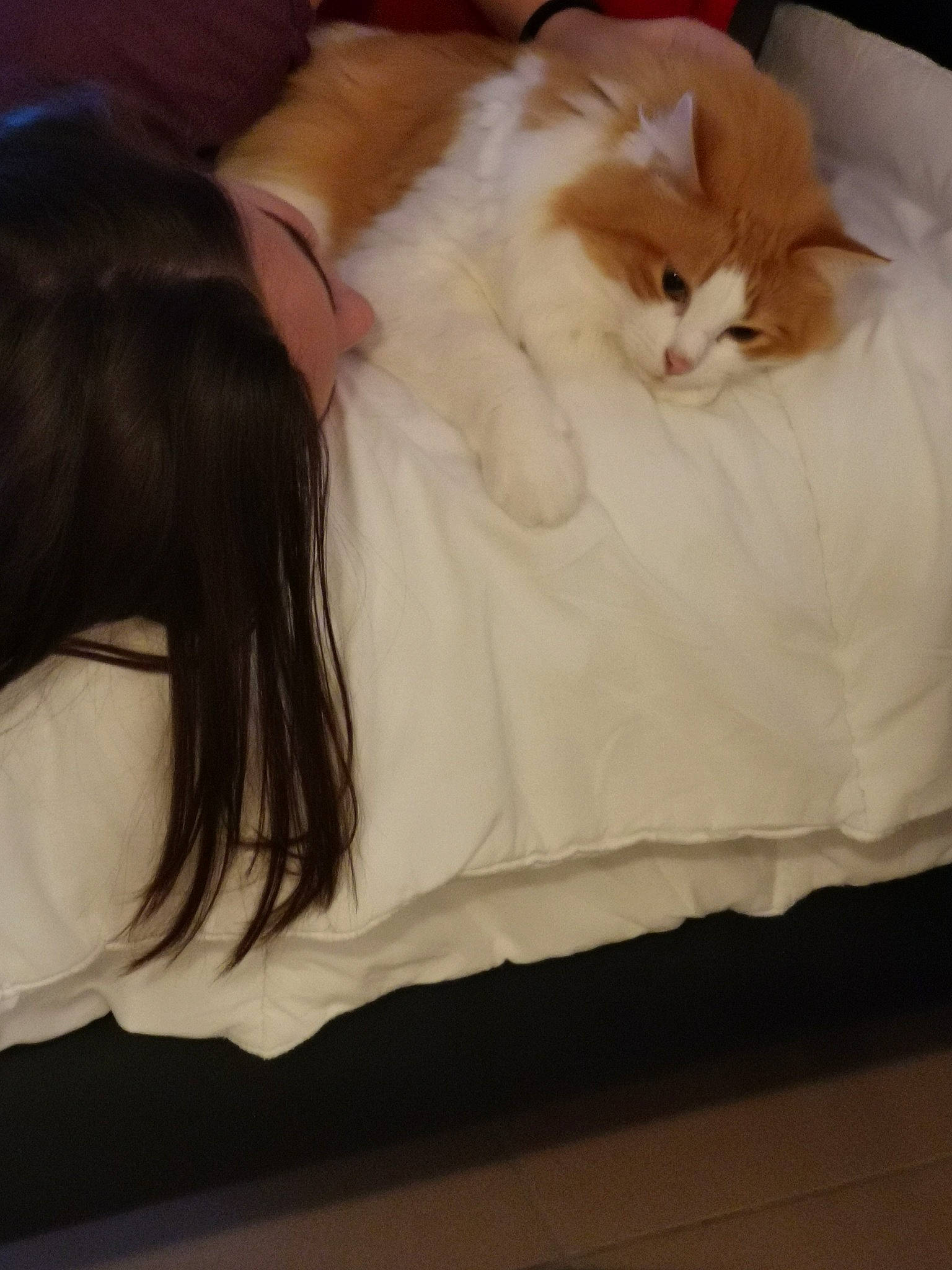 Lola a rejoint le concours — aidez-le/la à gagner de superbes lots ! bed, carnivore, cat, domestic_long_haired_cat, ear, fawn, felidae, fur, long_hair, norwegian_forest_cat, persian, skin, small_to_medium_sized_cats, whiskers