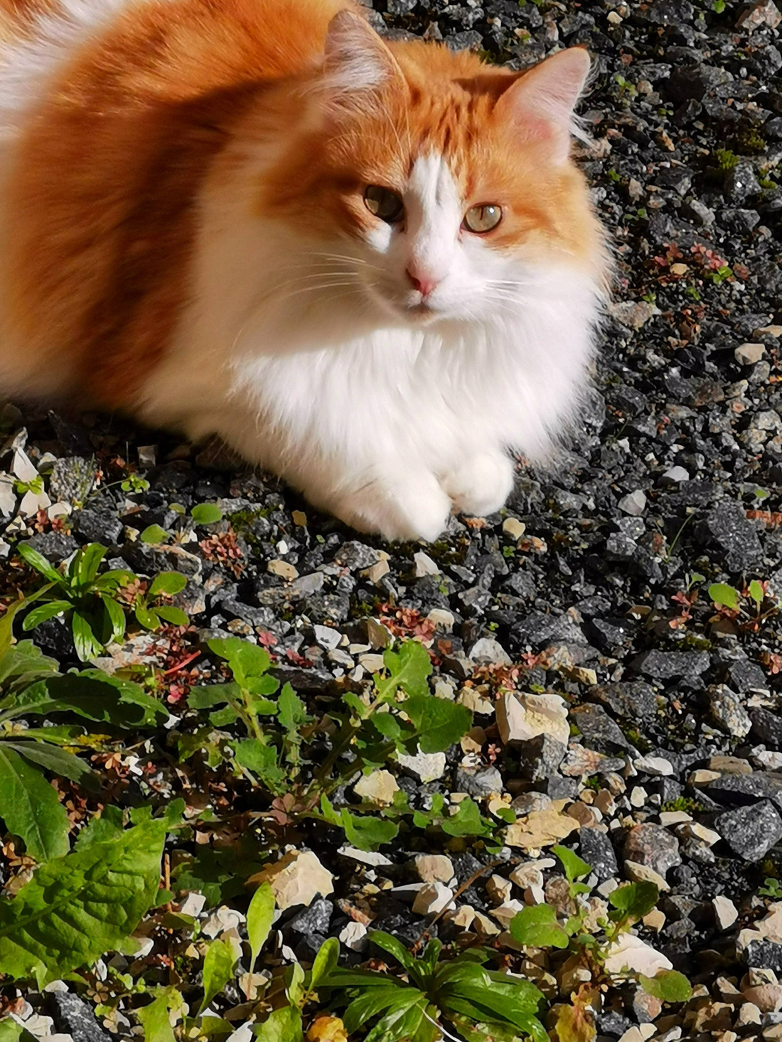 Lola a rejoint le concours — aidez-le/la à gagner de superbes lots ! aegean_cat, carnivore, cat, domestic_long_haired_cat, european_shorthair, fawn, felidae, fur, grass, leaf, mammal, norwegian_forest_cat, plant, small_to_medium_sized_cats, tree, turkish_van, whiskers