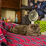 Olive Oyl is registered to the contest to win money with this photo: animal, background_blur, bed, cat, cozy, domestic_cat, fluffy_fur, furniture, gray_cat, household_items, indoor, lamp, laundry_basket, pet, plaid_blanket, poster, relaxed, resting, soft_texture, yellow_eyes