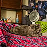 cat, gray_cat, plaid_blanket, indoor, bed, furniture, lamp, laundry_basket, poster, yellow_eyes, fluffy_fur, pet, cozy, relaxed, animal, domestic_cat, resting, household_items, background_blur, soft_texture