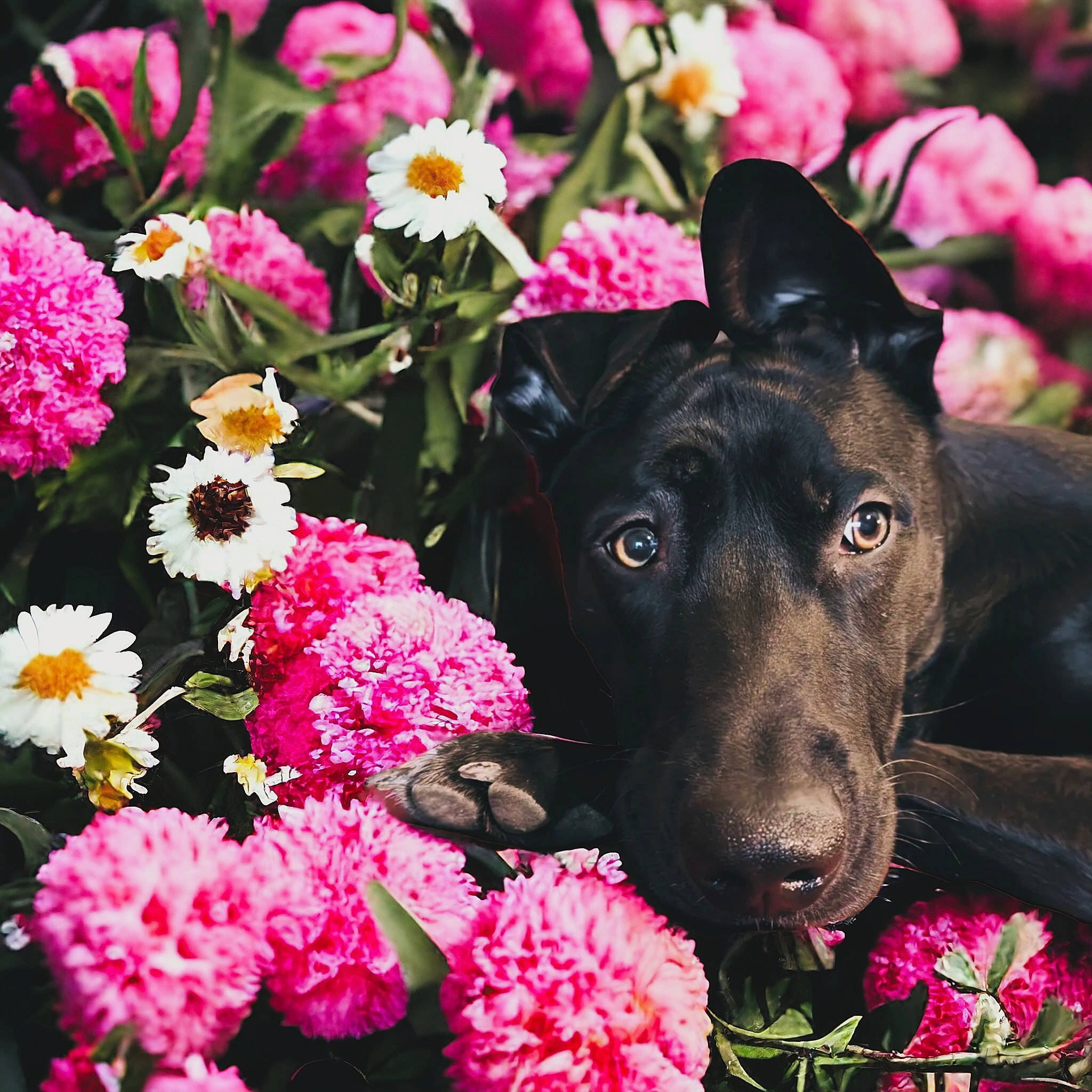 Pablo participe au concours pour gagner de l'argent avec cette photo : annual_plant, botany, carnivore, collar, companion_dog, dog, dog_breed, flower, flower_arranging, flowering_plant, grass, herbaceous_plant, magenta, pet_supply, petal, pink, plant, shrub, spring, working_animal