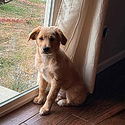 Odie is registered to the contest to win money with this photo: puppy, dog, golden, sitting, indoor, window, glass_door, curtain, wood_floor, pet, animal, young, fur, looking, calm, home, natural_light, brown, cute, companion