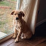puppy, dog, golden, sitting, indoor, window, glass_door, curtain, wood_floor, pet, animal, young, fur, looking, calm, home, natural_light, brown, cute, companion