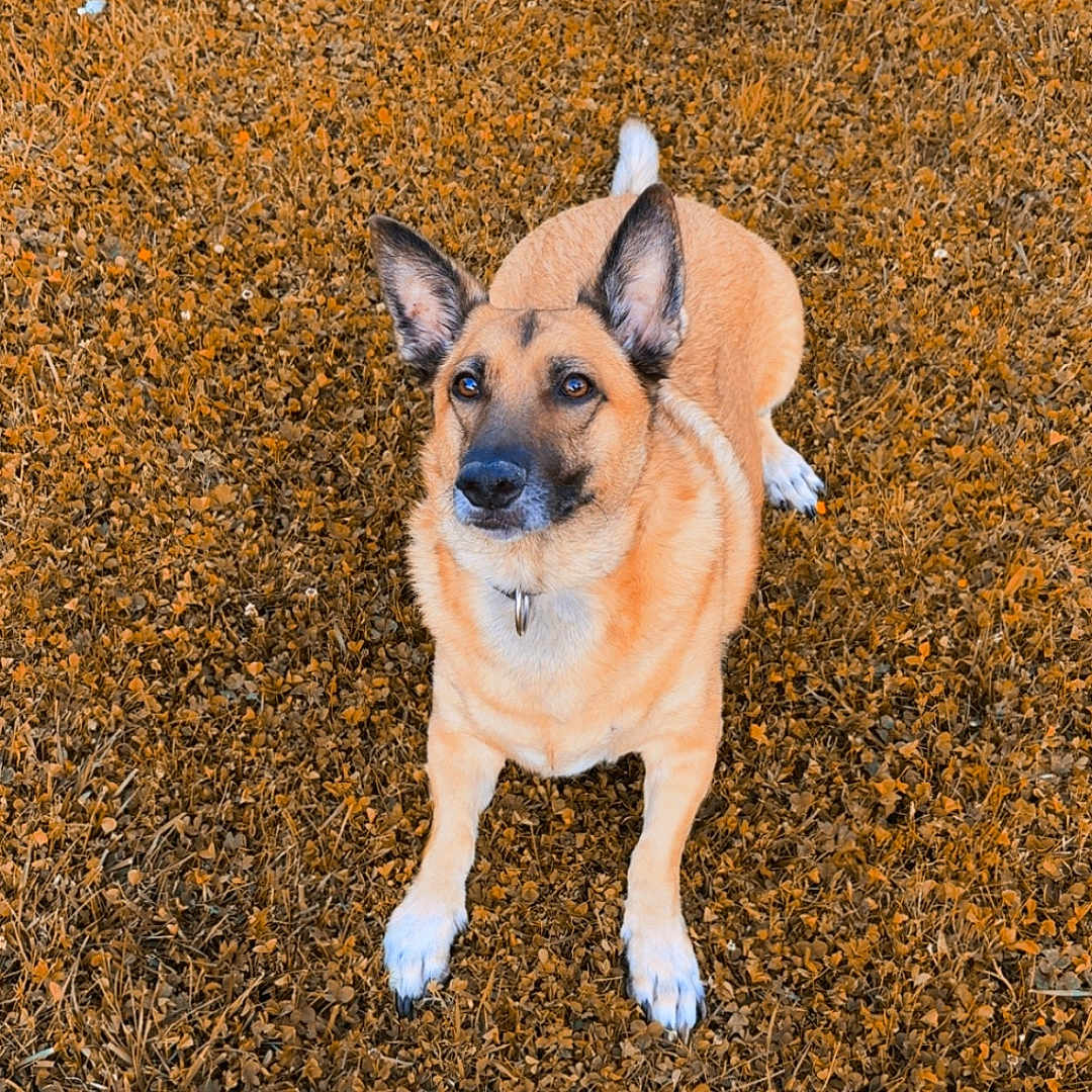 Oslo participe au concours pour gagner de l'argent avec cette photo : alert, animal, brown, canine, closeup, daylight, dog, domestic_animal, ears, fur, grass, ground, looking_up, loyal, mammal, nature, one_animal, outdoor, pet, sitting