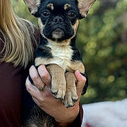 Bane joined the competition — help win amazing prizes! animal, black_and_tan, blurred_background, closeup, cute, dog, ears, expression, face, fur, hand, holding, nature, outdoor, person, pet, portrait, puppy, small_dog, young_dog