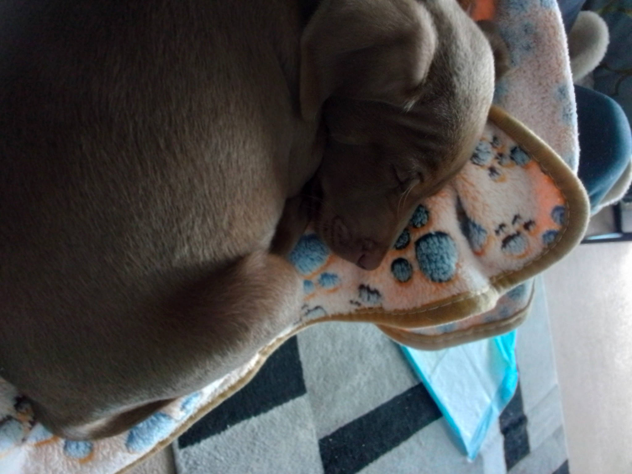 Chip is registered to the contest to win money with this photo: art, canidae, carnivore, chest, comfort, companion_dog, dog, dog_breed, electric_blue, fawn, felidae, foot, human_leg, non_sporting_group, snout, terrestrial_animal, whiskers, window, working_animal, wrinkle