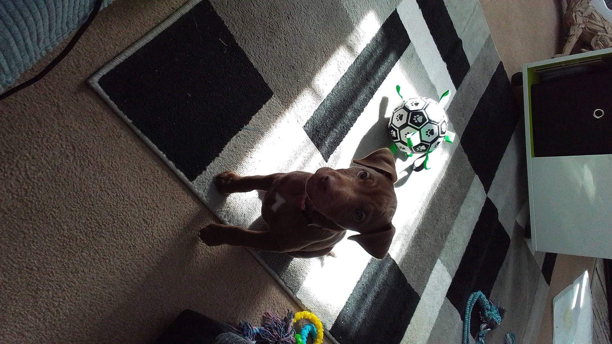 Chip is registered to the contest to win money with this photo: art, carnivore, daylighting, door, facade, fawn, felidae, floor, flooring, mammal, metal, room, sculpture, shadow, sporting_group, tail, tints_and_shades, visual_arts, window, wood