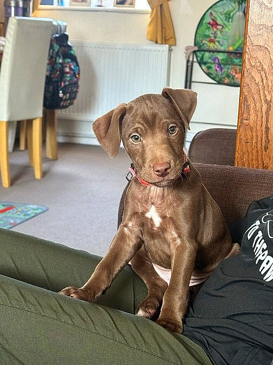 Chip is registered to the contest to win money with this photo: canidae, carnivore, collar, companion_dog, dog, dog_breed, dog_collar, fawn, flooring, fur, gun_dog, hardwood, liver, pet_supply, pointing_breed, room, snout, sporting_group, wood, working_animal