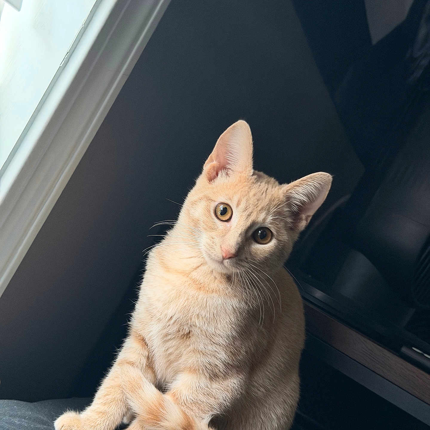 Iggy