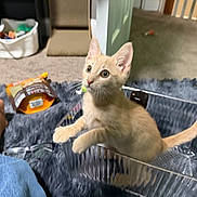 Iggy is registered to the contest to win money with this photo: kitten, cat, plastic_container, fluffy_rug, indoor, carpet, curious, orange_cat, pet, toy_basket, home, furniture, playful, young_cat, whiskers, ears, tail, floor, domestic, cute