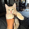 Iggy joined the competition — help win amazing prizes! kitten, cat, orange_cat, paw, hand, tattoo, indoor, room, carpet, desk, chair, shelf, window, furniture, pet, cute, animal, fur, whiskers, eyes