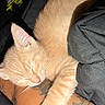Iggy joined the competition — help win amazing prizes! kitten, cat, sleeping, orange_cat, fur, paw, tattoo, arm, resting, cozy, domestic_cat, pet, closeup, indoor, animal, cute, feline, soft, relaxing, nap