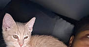 Iggy is registered to the contest to win money with this photo: kitten, cat, beige, tabby, pet, animal, sleepy, resting, person, shoulder, indoor, dark_background, closeup, fur, cute, young, whiskers, ears, paw, companion