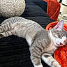 cat, tabby, sleeping, blanket, orange_blanket, black_blanket, indoor, cozy, feline, pet, resting, cute, fur, whiskers, scratching_post, home, relaxing, soft_texture, animal, nap