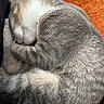 cat, sleeping, curled_up, fur, pet, animal, cozy, rest, whiskers, paw, striped, orange_background, closeup, cute, feline, indoor, soft, relaxed, domestic, napping