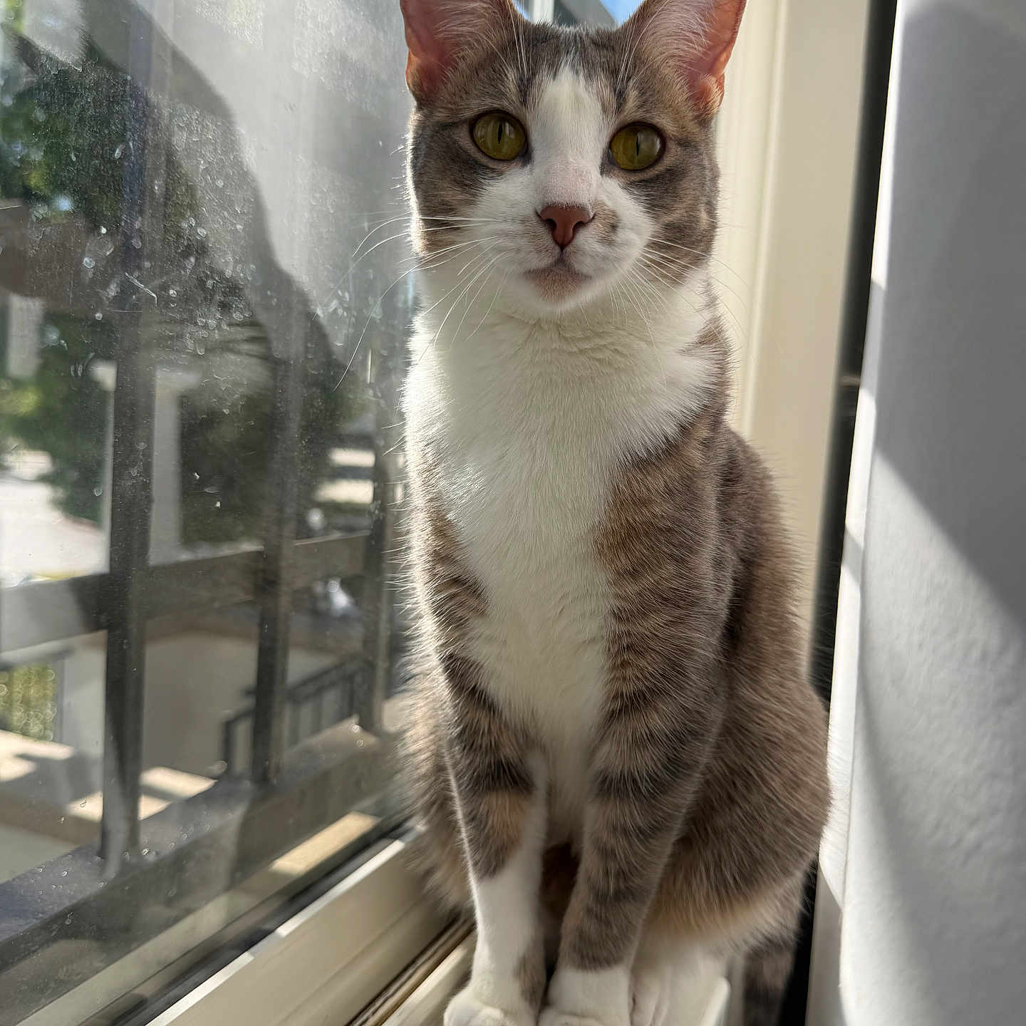 Pepper