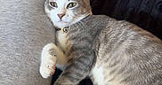 Pepper is registered to the contest to win money with this photo: cat, gray_cat, white_cat, pet, collar, bell, relaxed, lying_down, blanket, orange_blanket, black_blanket, gray_blanket, person_leg, cozy, indoor, fur, paw, whiskers, ears, home