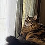 cat, tabby, window, curtain, indoor, pet, fur, tail, whiskers, looking_up, sunlight, cozy, lounging, domestic_cat, portrait, mammal, side_view, soft_texture, home, relaxing